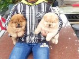 Chow Chow Yavruları