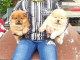 Chow Chow Yavruları