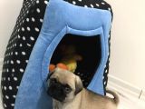 Pug Mops Bebeklerimiz Yeni Ailelerini Bekliyor