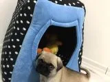 Pug Mops Bebeklerimiz Yeni Ailelerini Bekliyor