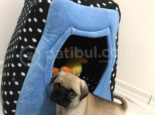 Pug Mops Bebeklerimiz Yeni Ailelerini Bekliyor görsel