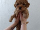 Red-Apricot-Siyah Toy Poodle Yavrularımız Yeni Ailelerini Bekliyor
