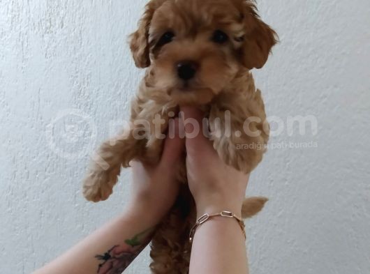 Red-Apricot-Siyah Toy Poodle Yavrularımız Yeni Ailelerini Bekliyor görsel