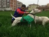 Irk Garantili Dogo Argentino