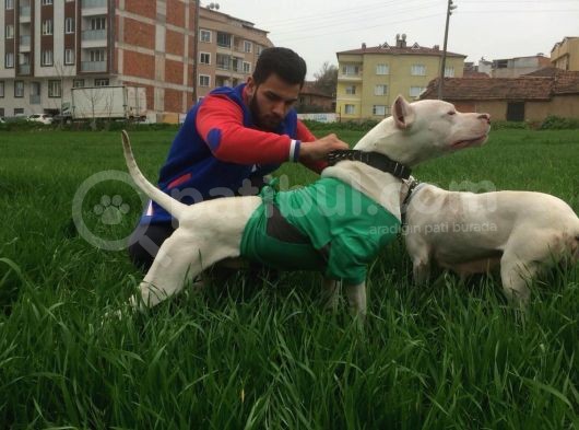 Irk Garantili Dogo Argentino görsel