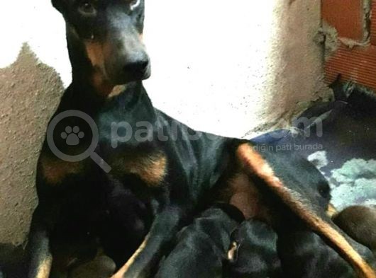 Üst Kalite Doberman Bebeklerimiz Yeni Ailelerini Bekliyor görsel