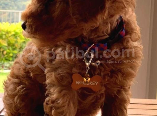Red-Apricot-Siyah Toy Poodle Yavrularımız Yeni Ailelerini Bekliyor görsel