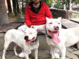 Irk Garantili Dogo Argentino