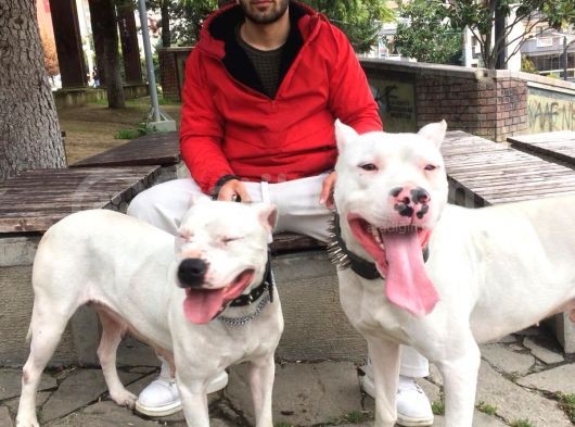 Irk Garantili Dogo Argentino görsel