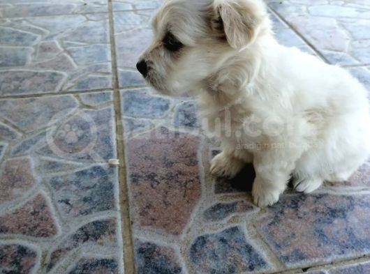 Maltese Terrier görsel