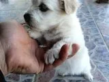 Maltese Terrier