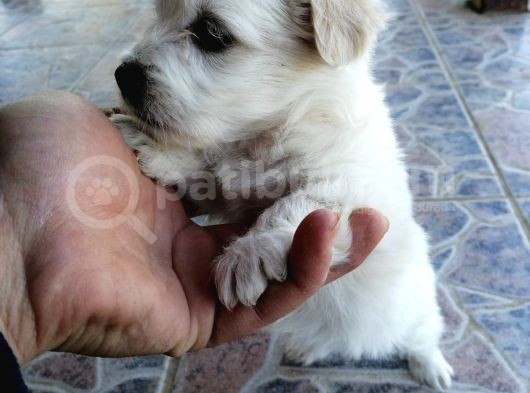 Maltese Terrier görsel