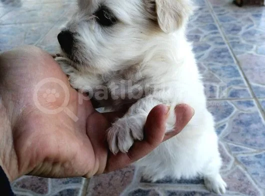 Maltese Terrier