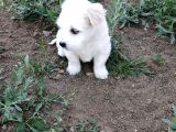 Maltese Terrier