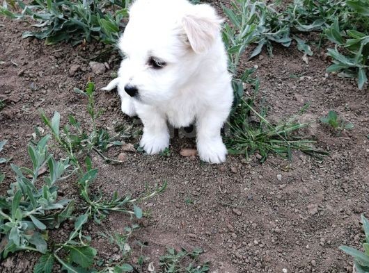 Maltese Terrier görsel