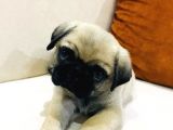 Pug Mops Bebeklerimiz Yeni Ailelerini Bekliyor