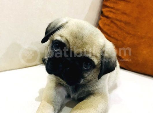 Pug Mops Bebeklerimiz Yeni Ailelerini Bekliyor görsel