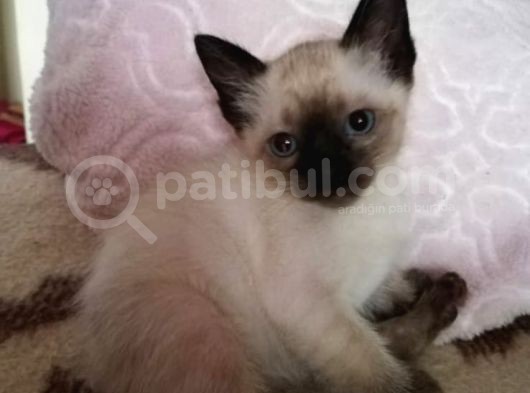 Safkan Siyam Bebeklerimiz Yeni Ailelerini Bekliyor görsel