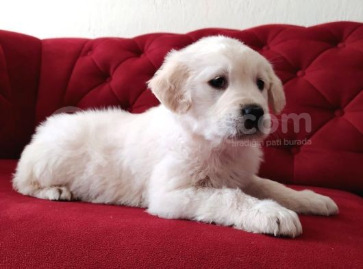 Bebek Yüz Golden Retriever Yavrularımız görsel