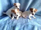 Jack Russel Yavruları
