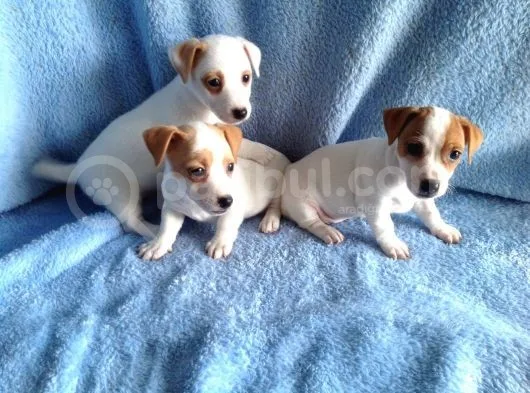 Jack Russel Yavruları