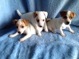 Jack Russel Yavruları