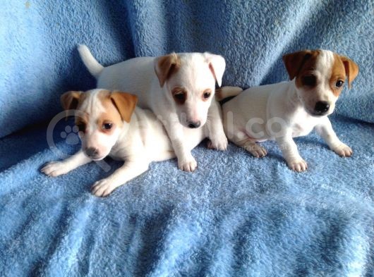 Jack Russel Yavruları görsel