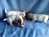 Jack Russel Yavruları