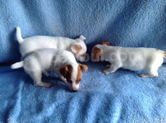 Jack Russel Yavruları görsel