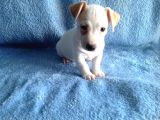 Jack Russel Yavruları