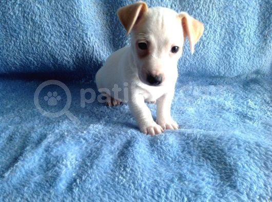 Jack Russel Yavruları görsel