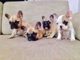 French Bulldog Yavruları