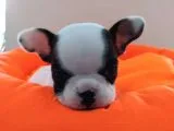 Fransız Bulldog Bebeklerimiz