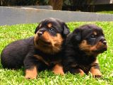 Koca Kafa Rottweiler Yavruları
