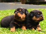 Koca Kafa Rottweiler Yavruları