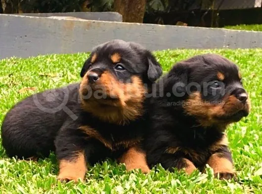 Koca Kafa Rottweiler Yavruları