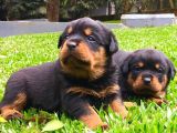 Koca Kafa Rottweiler Yavruları