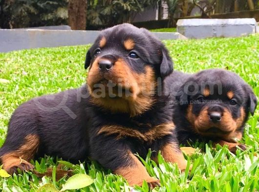 Koca Kafa Rottweiler Yavruları görsel