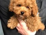 Dünya Tatlısı Poodle Yavruları
