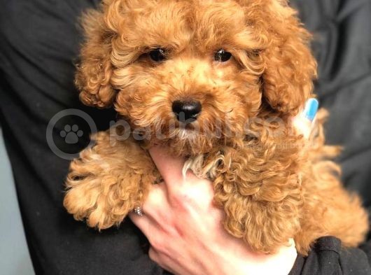 Dünya Tatlısı Poodle Yavruları görsel