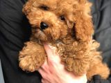 Dünya Tatlısı Poodle Yavruları
