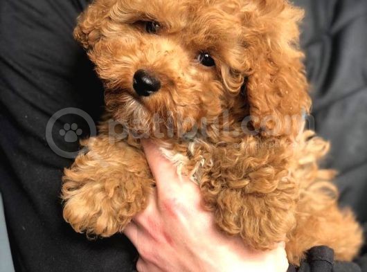 Dünya Tatlısı Poodle Yavruları görsel