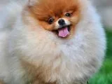 Pomeranian Boo Yavruları