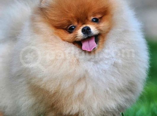 Pomeranian Boo Yavruları görsel