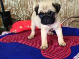 Çok Özel Pug Yavruları