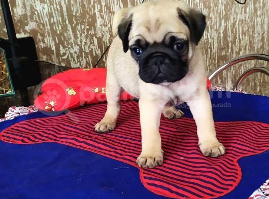 Çok Özel Pug Yavruları görsel