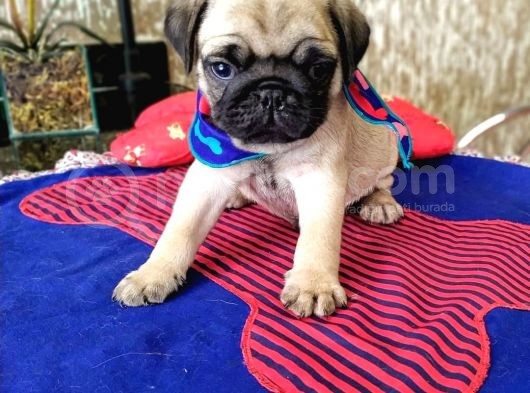 Çok Özel Pug Yavruları görsel