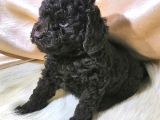 Red-Apricot-Siyah Toy Poodle Yavrularımız Yeni Ailelerini Bekliyor