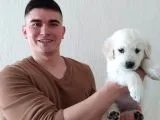Bebek Yüz Golden Retriever Yavrularımız