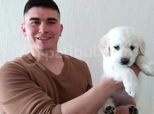 Bebek Yüz Golden Retriever Yavrularımız